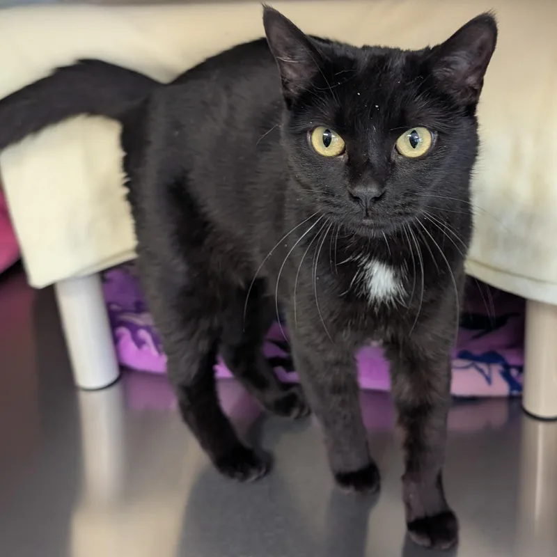An adult medium-sized female Black Domestic Short Hair cat named Silver for adoption in Jefferson, WI
