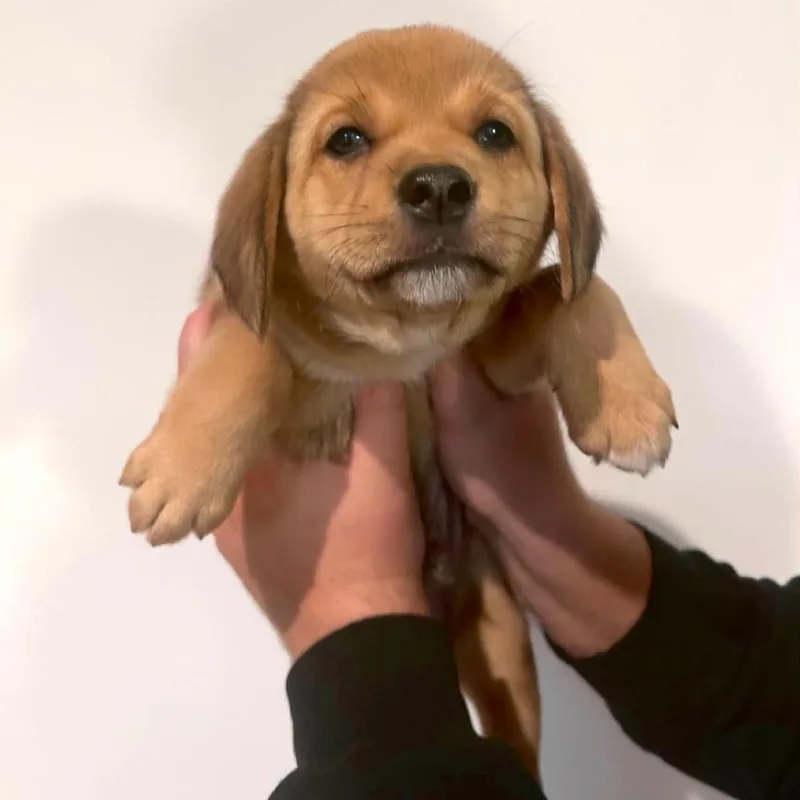 A baby medium-sized male Yellow / Tan / Blond / Fawn Mixed Breed dog named Caramel for adoption in DeKalb, IL