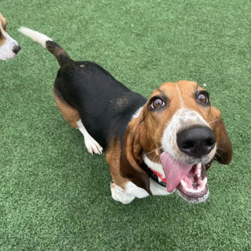 A young medium-sized female Brown / Chocolate Basset Hound dog named Minnie for adoption in Brockton, MA
