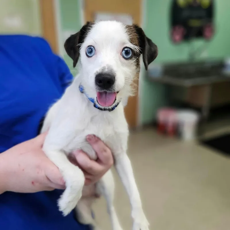 A baby small-sized female Jack Russell Terrier dog named Hayden for adoption in Fall River, MA