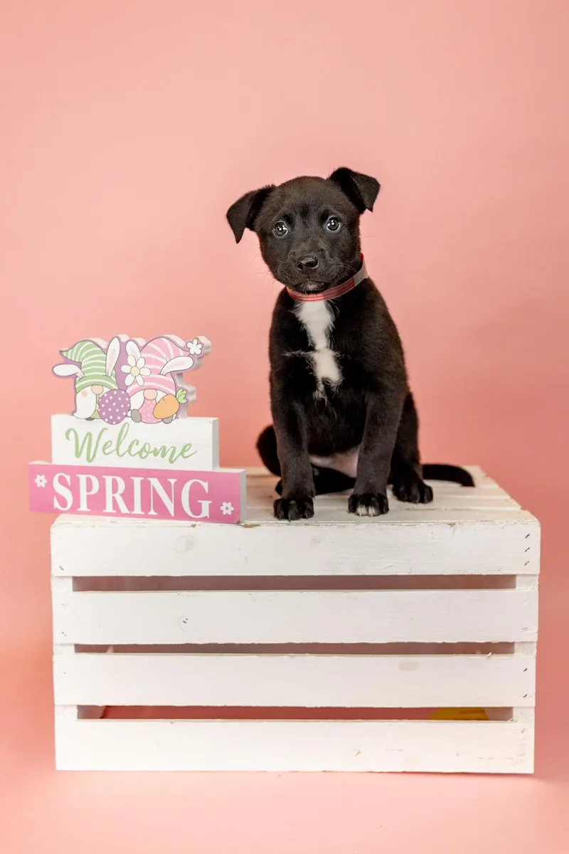 A baby medium-sized female Pit Bull Terrier dog named 262-26 for adoption in Brighton, CO