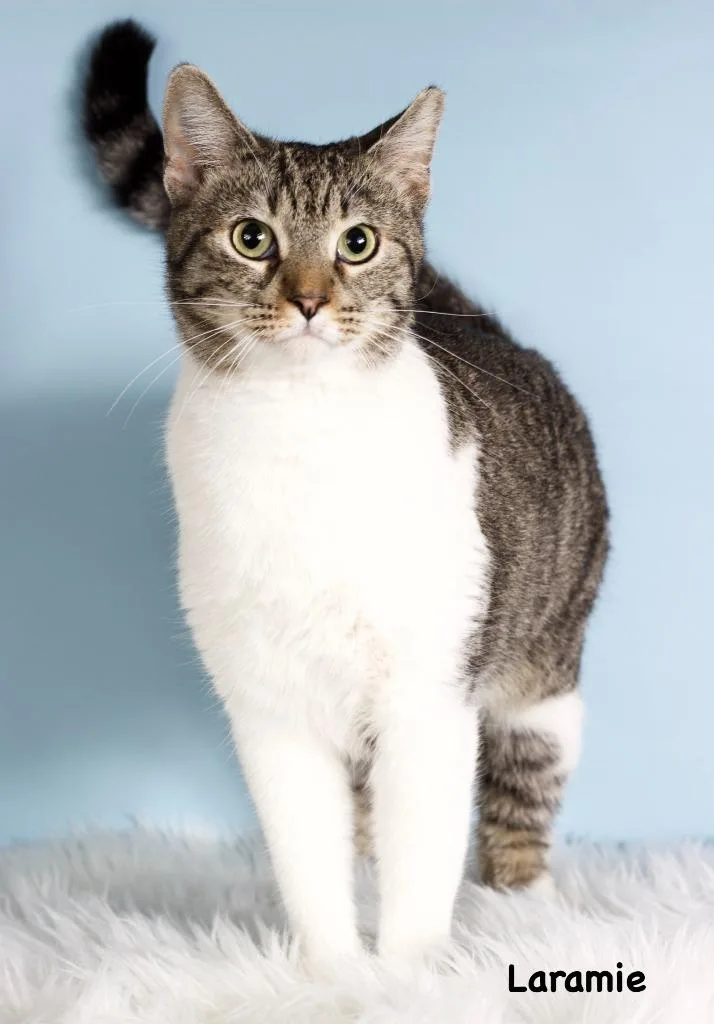 An adult small-sized female Domestic Short Hair cat named Laramie for adoption in Gilbert, AZ