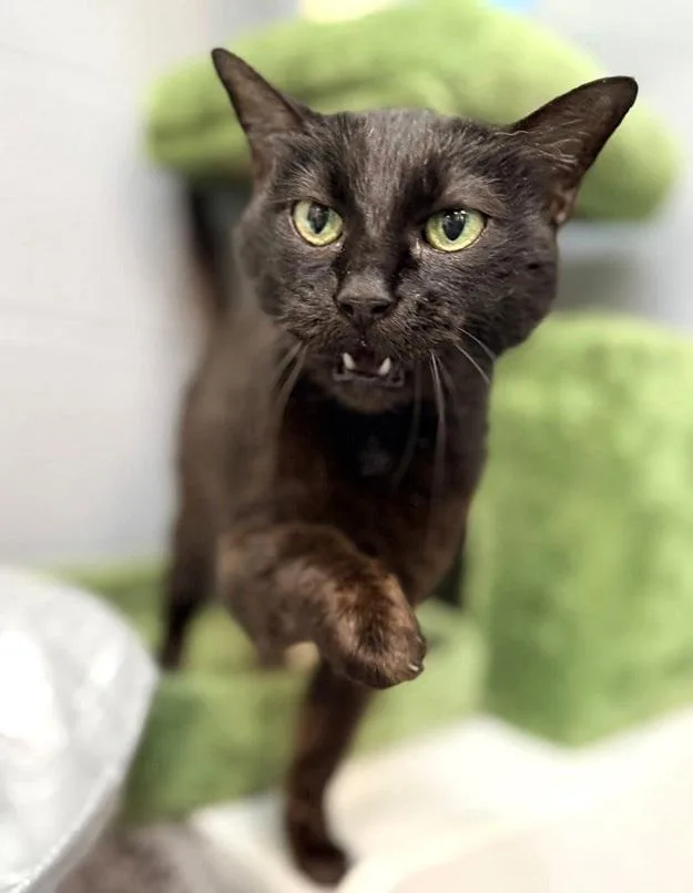 An adult medium-sized female Black Domestic Short Hair cat named Velvet for adoption in Pegram, TN