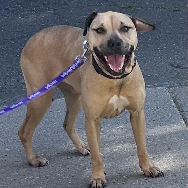 An adult medium-sized female Brown / Chocolate Pit Bull Terrier dog named Sailor $ for adoption in Springfield, MA
