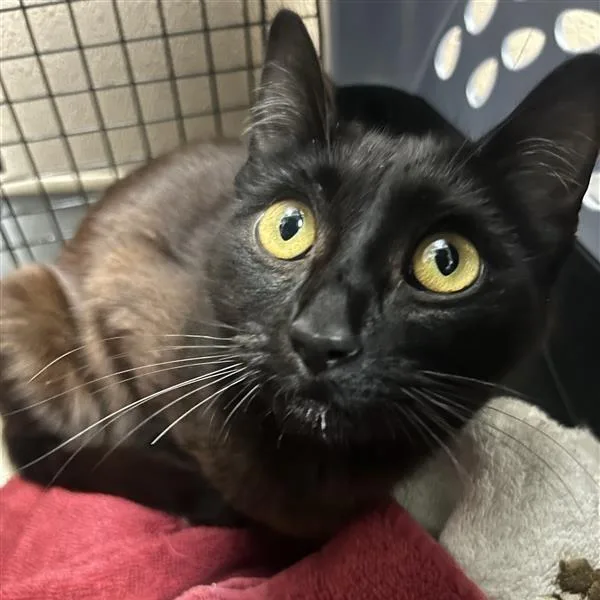A young medium-sized female Black Domestic Short Hair cat named Phoebe for adoption in Tacoma, WA