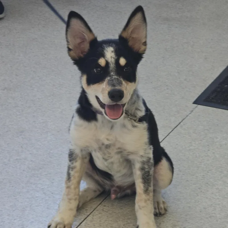 A baby small-sized male Australian Cattle Dog / Blue Heeler dog named Phantom for adoption in Rockville, MD
