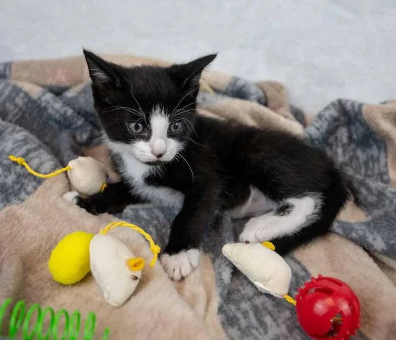A baby medium-sized male Domestic Short Hair cat named Orca for adoption in Kennesaw, GA