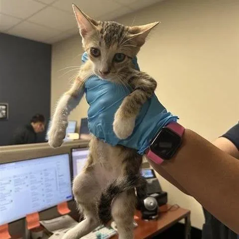 A baby small-sized female Domestic Short Hair cat named Ceez for adoption in San Antonio, TX