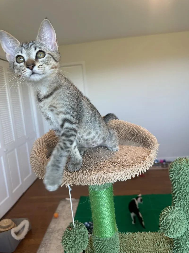 Bianca
