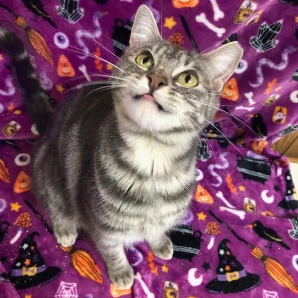 A young small-sized female Domestic Medium Hair cat named SIlver for adoption in Bountiful, UT
