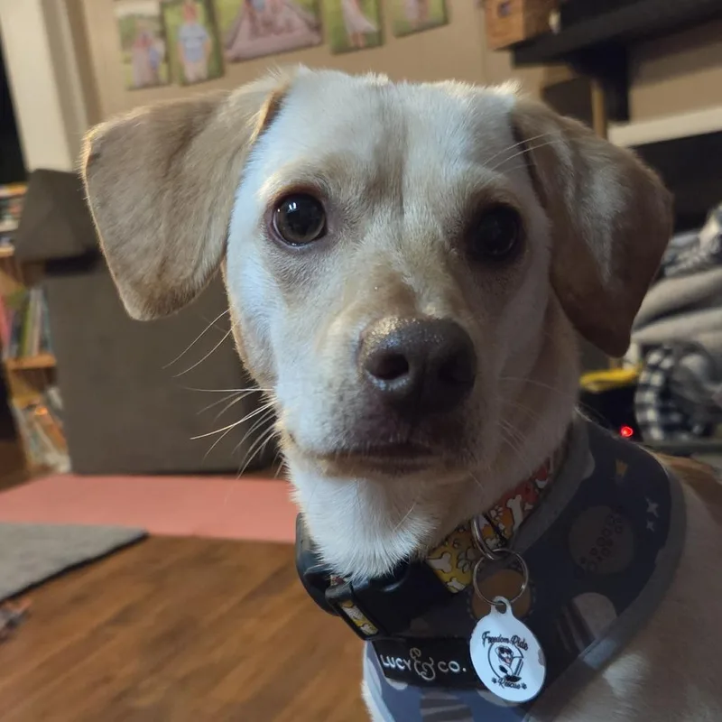 A young small-sized male Yellow / Tan / Blond / Fawn Chihuahua dog named Watch for adoption in Raleigh, NC
