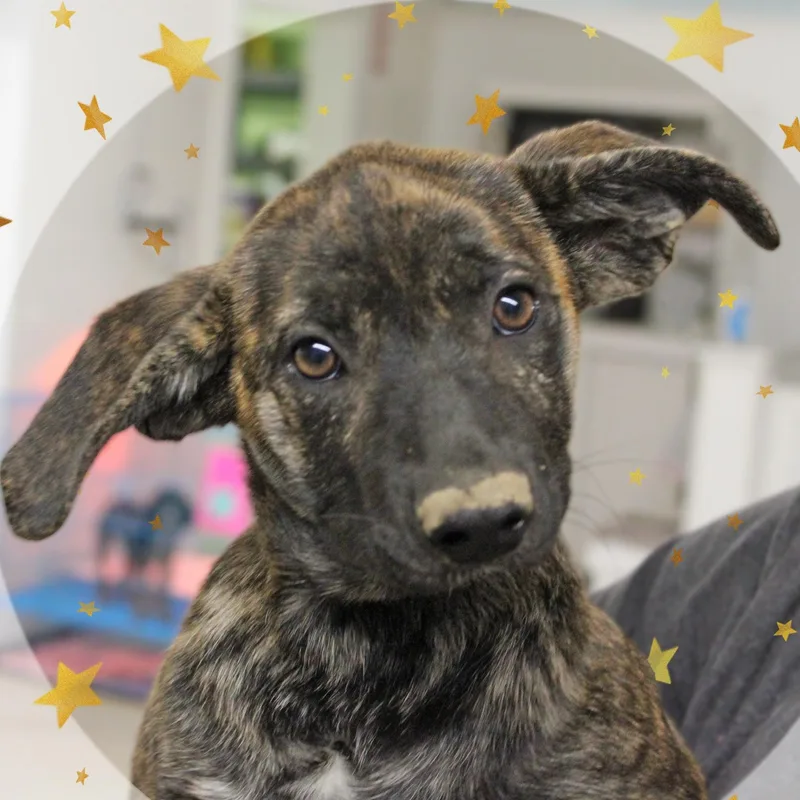 A baby medium-sized female Brindle Mixed Breed dog named Cora for adoption in Amelia, OH