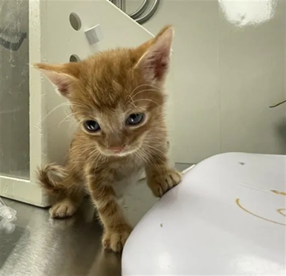 A baby small-sized male Domestic Short Hair cat named Cheddar for adoption in Ontario, CA