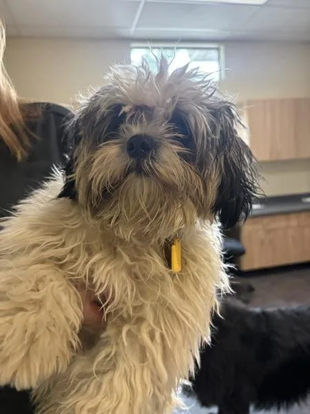 A young small-sized male Shih Tzu dog named Moo Moo for adoption in Kennewick, WA