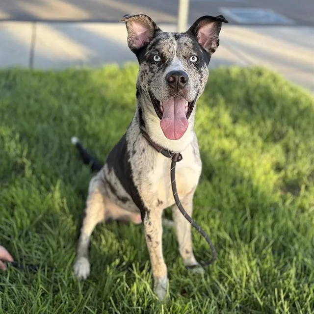A young large-sized male Catahoula Leopard Dog dog named Spencer for adoption in Modesto, CA
