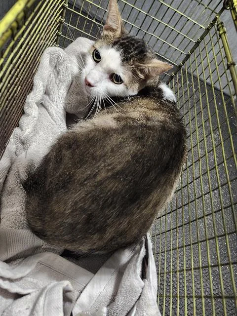 An adult medium-sized male Domestic Short Hair cat named Loki for adoption in San Antonio, TX