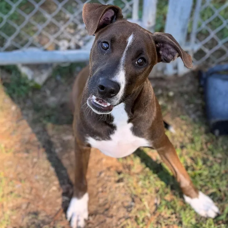 A young medium-sized male Mixed Breed dog named Growler for adoption in Summerdale, AL