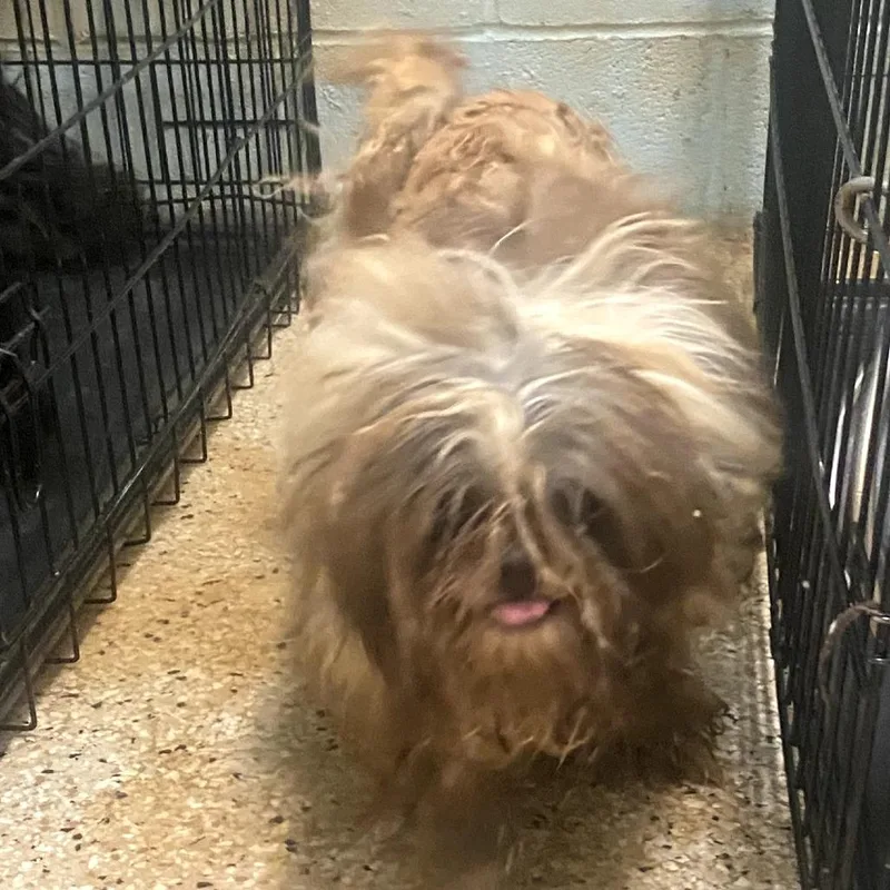An adult small-sized male Brown / Chocolate Shih Tzu dog named Rusty for adoption in LOXAHATCHEE, FL