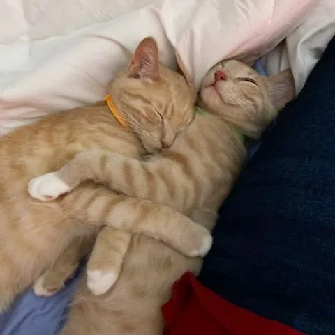 Pumpkin And Latte thumbnail 2