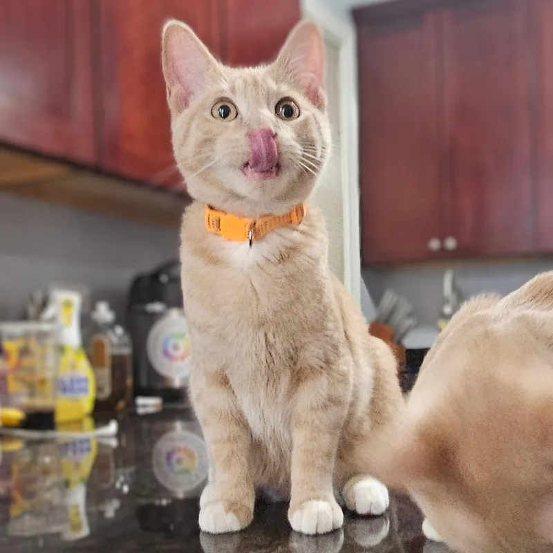 Pumpkin And Latte thumbnail 3