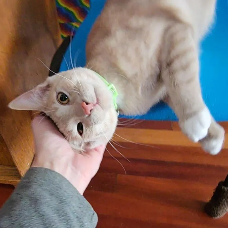 Pumpkin And Latte thumbnail 4