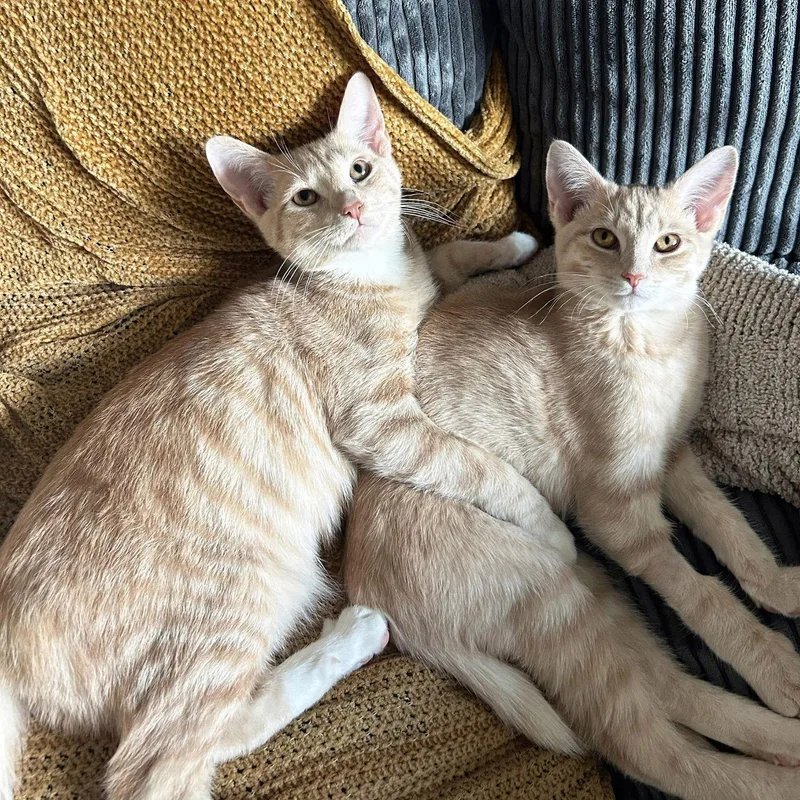 Pumpkin And Latte thumbnail 5