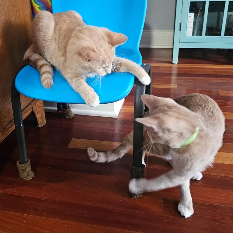 Pumpkin And Latte thumbnail 6