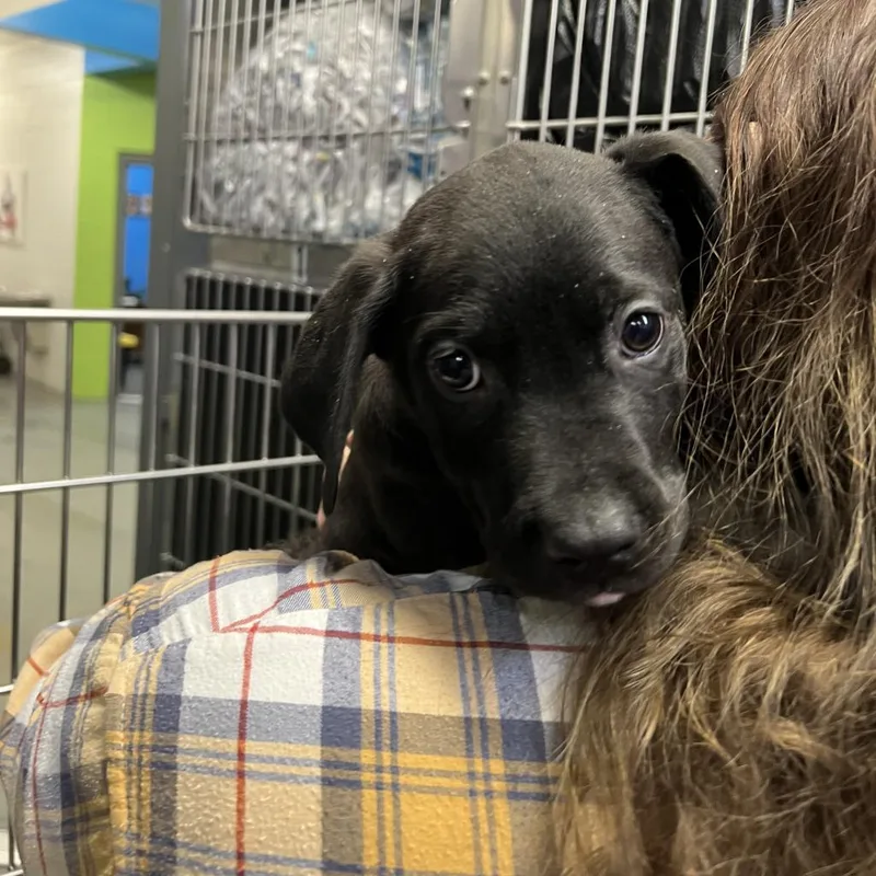An adult large-sized male Black Terrier dog named Carl for adoption in Montgomery, AL