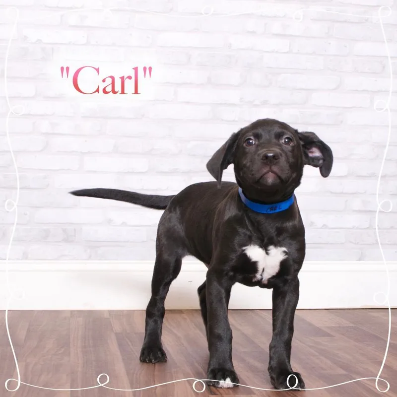 Carl thumbnail 2