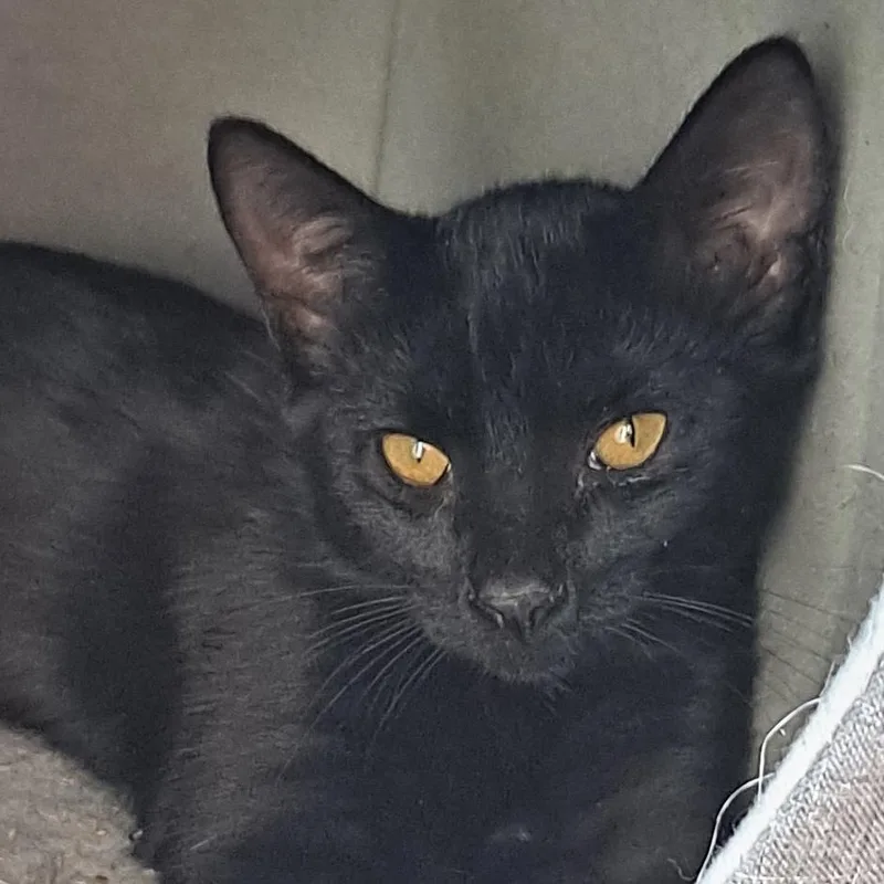 A baby small-sized male Domestic Short Hair cat named Alex for adoption in Santa Fe, NM