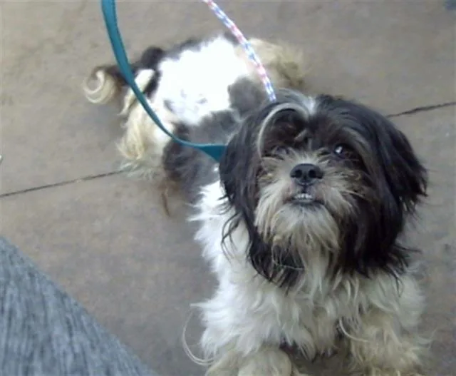 A young small-sized male Mixed Breed dog named Pumpkin for adoption in Dallas, TX