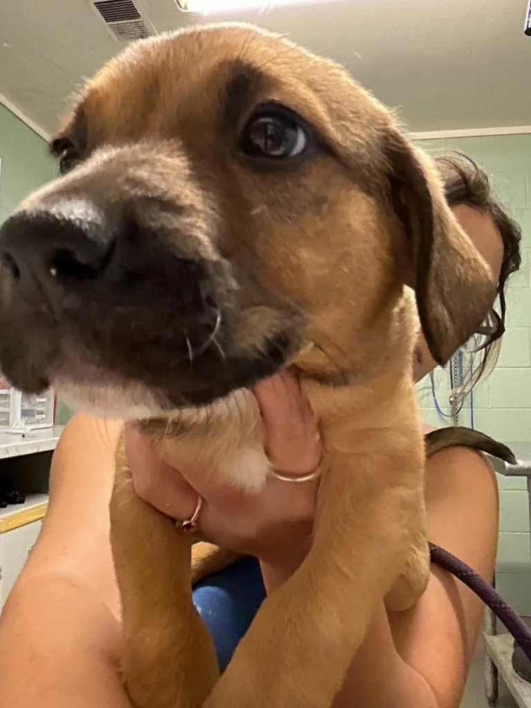 A baby small-sized female Labrador Retriever dog named Osha for adoption in Dyersburg, TN