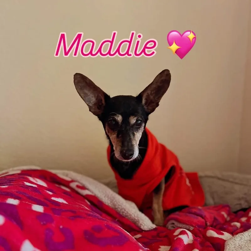 A senior small-sized female Black Manchester Terrier dog named Maddie for adoption in North Port, FL