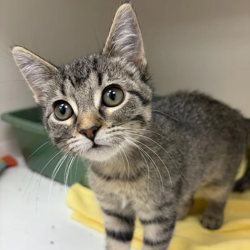 A baby small-sized female Brown / Chocolate Domestic Short Hair cat named Ladybug for adoption in Champaign, IL