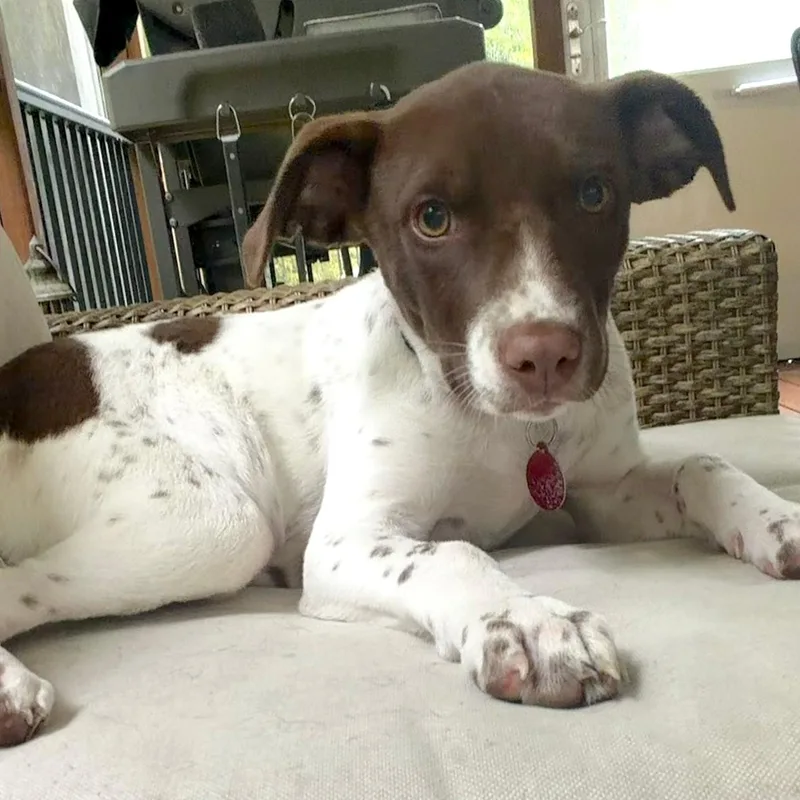 A baby medium-sized female Apricot / Beige English Springer Spaniel dog named Annie for adoption in Chatham, NJ