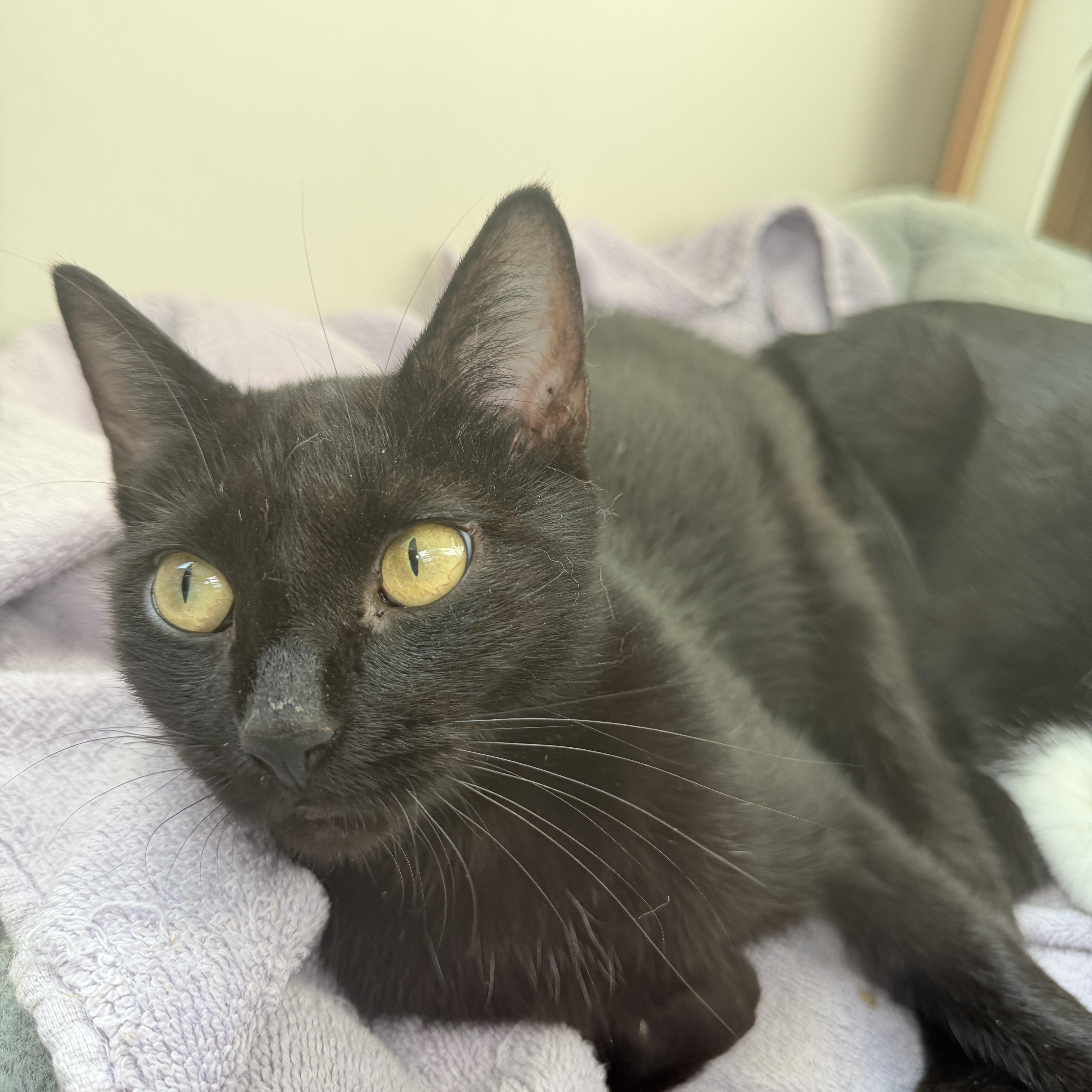 A young medium-sized female Black Domestic Short Hair cat named Winnie for adoption in North Myrtle Beach, SC