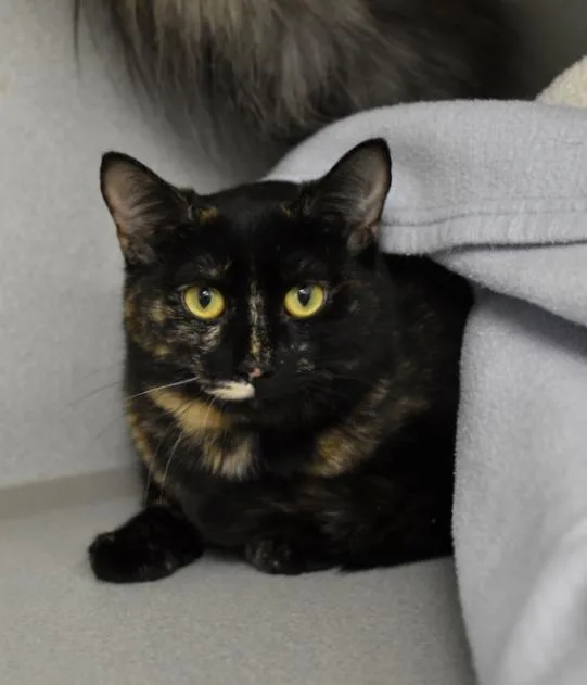 An adult medium-sized female Tortoiseshell Domestic Short Hair cat named Izzy for adoption in Marietta, GA
