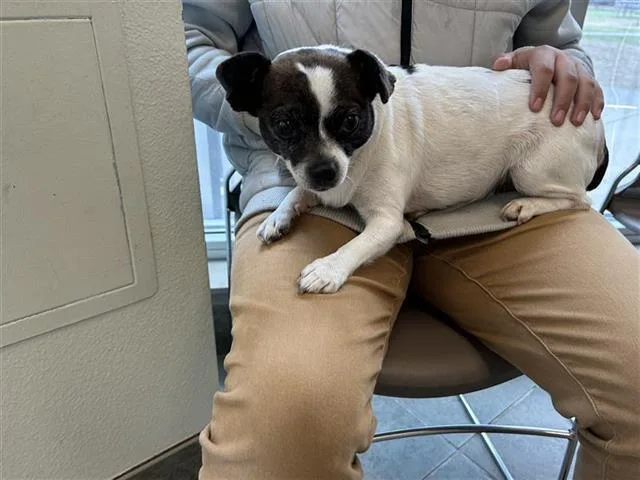 An adult small-sized female Chihuahua dog named Cookie for adoption in San Antonio, TX