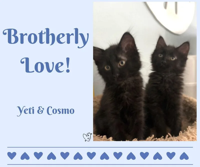 Yeti & Cosmo thumbnail 3