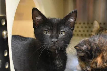 A baby large-sized female Domestic Short Hair cat named Cranberries for adoption in Kansas City, MO