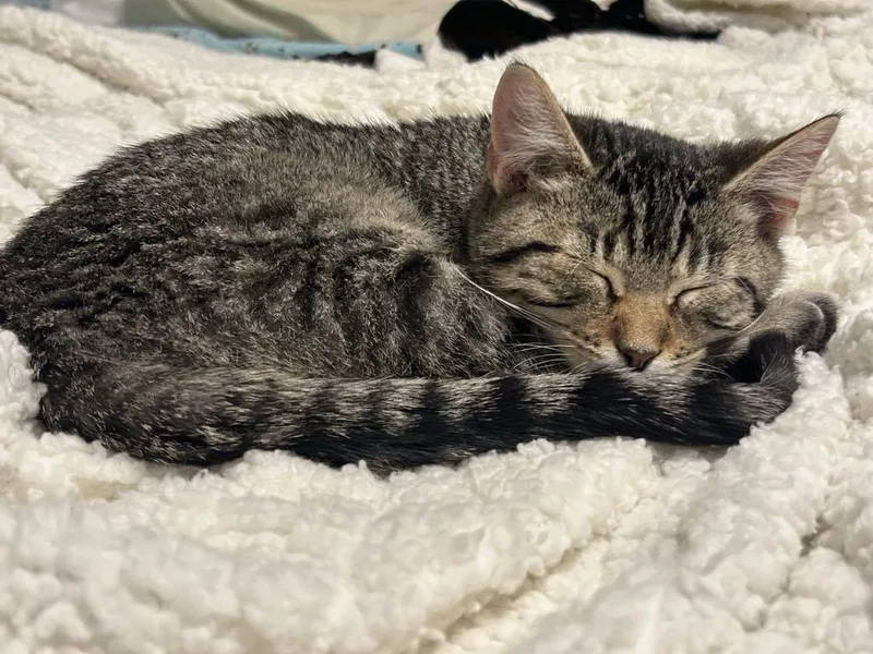 The Frozen Rudy thumbnail 2