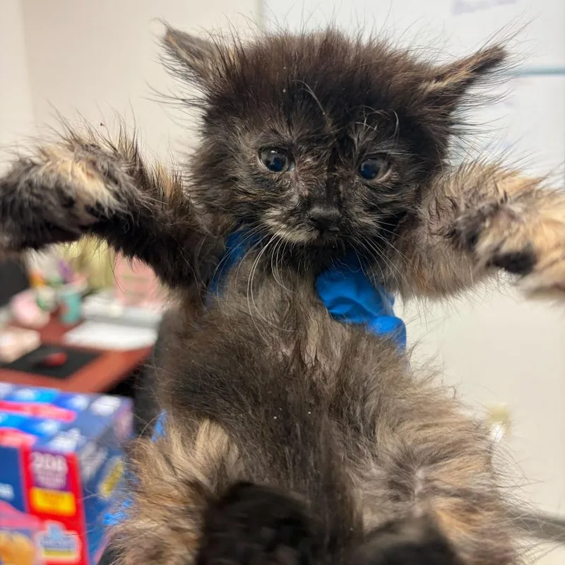 A baby small-sized female Black Domestic Short Hair cat named Vivica V for adoption in Edinburg, TX