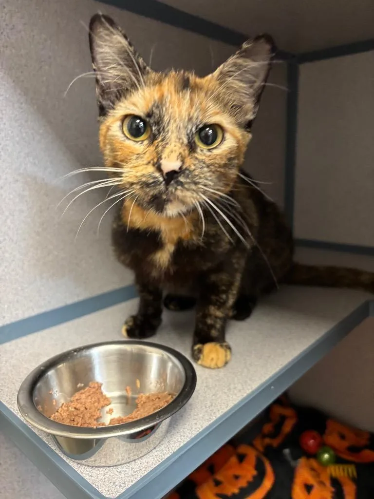 A young large-sized female Domestic Short Hair cat named Linguine for adoption in Liverpool, NY