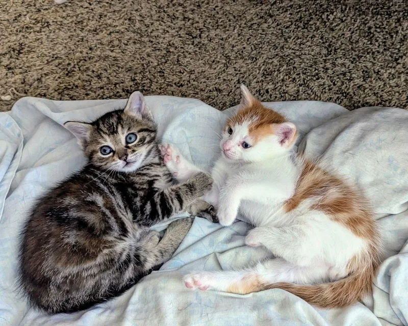 Pekoe And Chai thumbnail 2