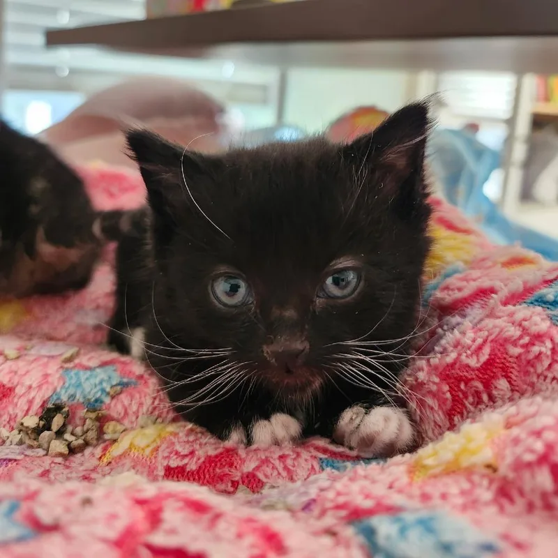 A baby small-sized male Black Domestic Short Hair cat named Sox for adoption in Layton, UT