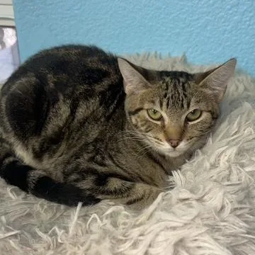 A baby small-sized female Domestic Short Hair cat named Cream for adoption in Hollister, CA
