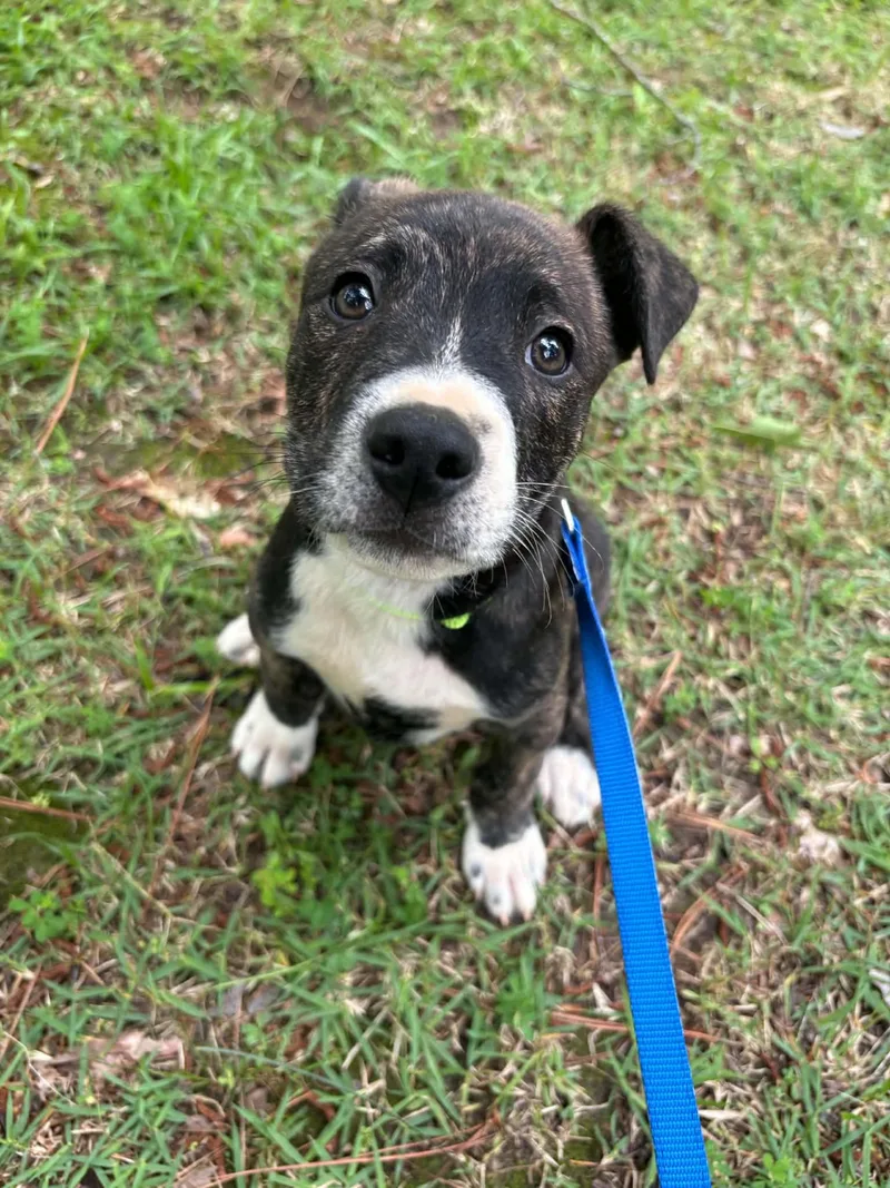 A baby medium-sized male Brindle Boxer dog named Hudson for adoption in Billerica, MA
