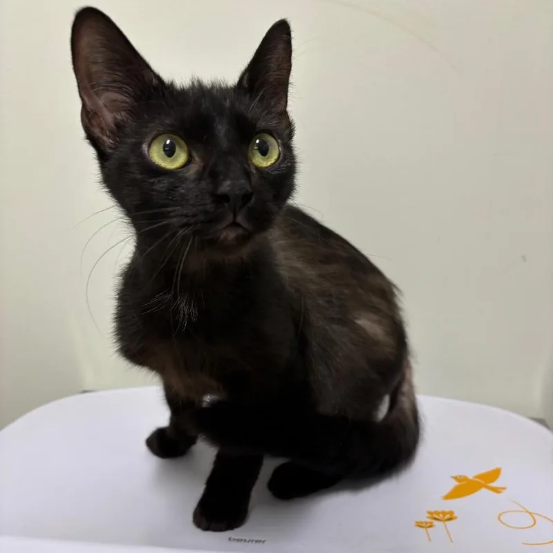 An adult medium-sized female Black Domestic Short Hair cat named Education Connection for adoption in York, PA