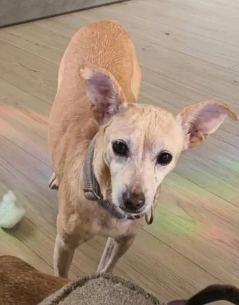 An adult medium-sized female Terrier dog named Mercy for adoption in Plymouth, MI