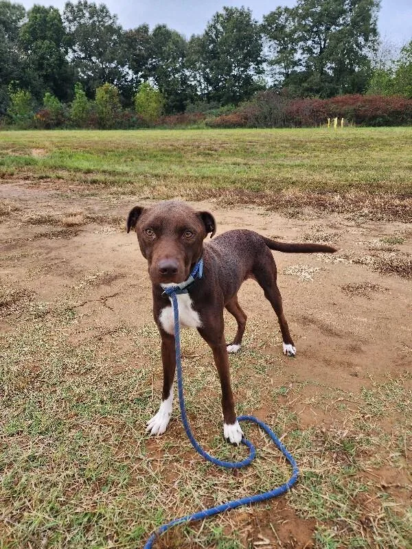 An adult medium-sized male Brown / Chocolate Pit Bull Terrier dog named Clarence for adoption in Jackson, TN